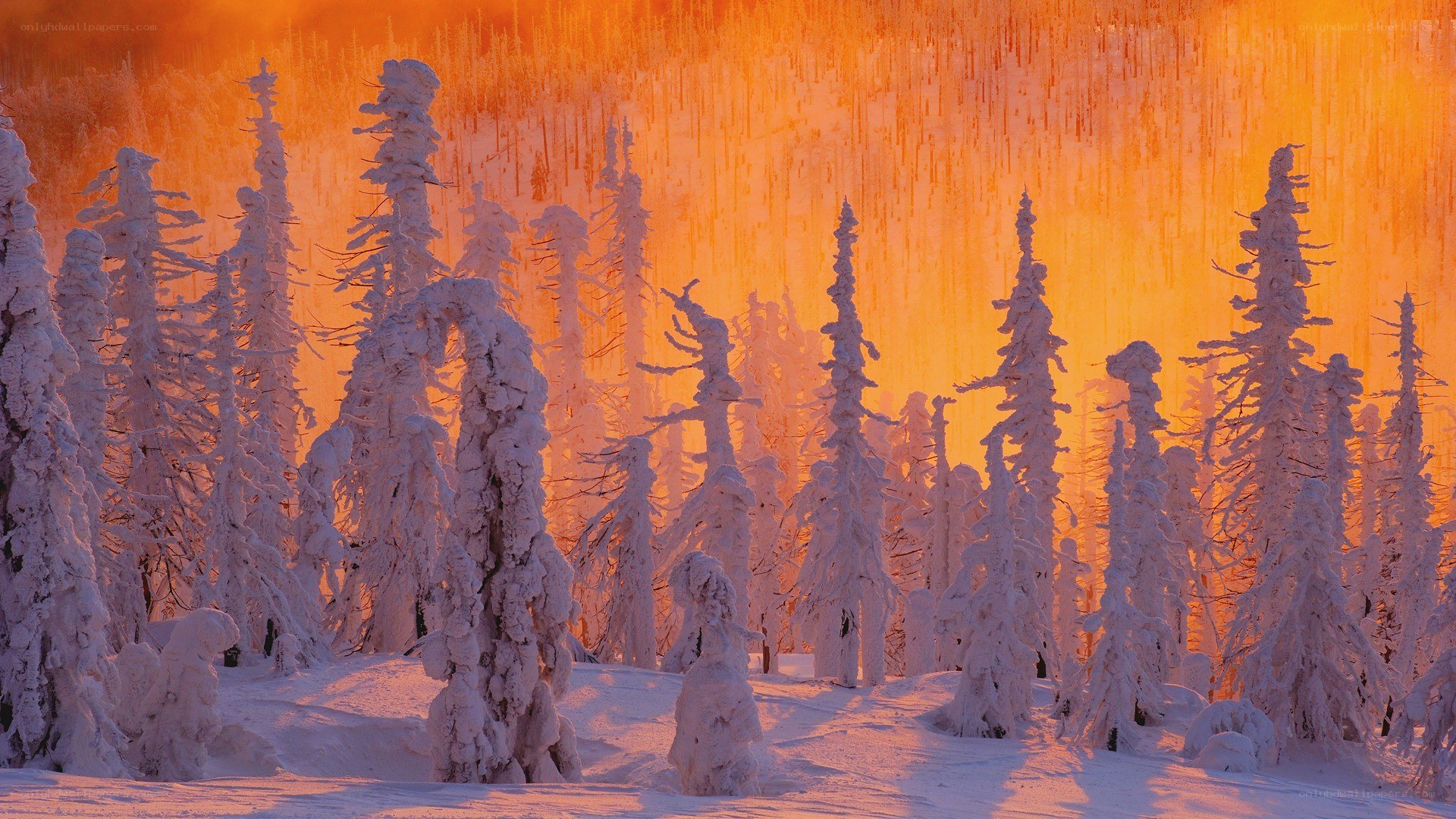 frozen forest at sunset