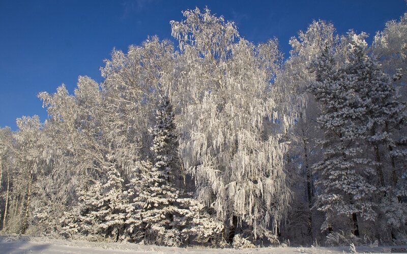 frozen forest in winter