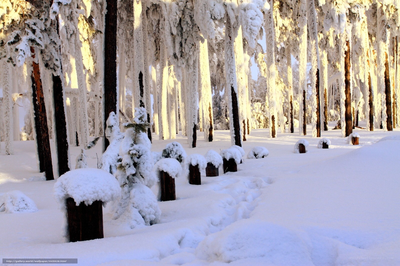 frozen forest in winter