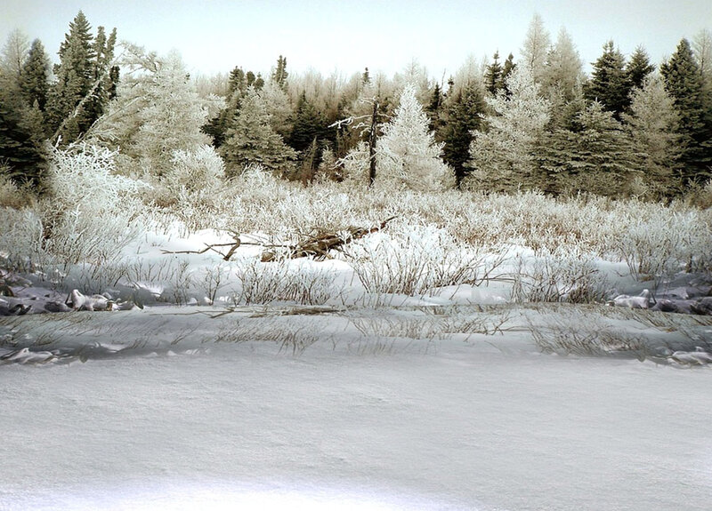 Frozen Forest Landscape — White