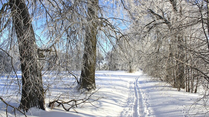frozen forest path