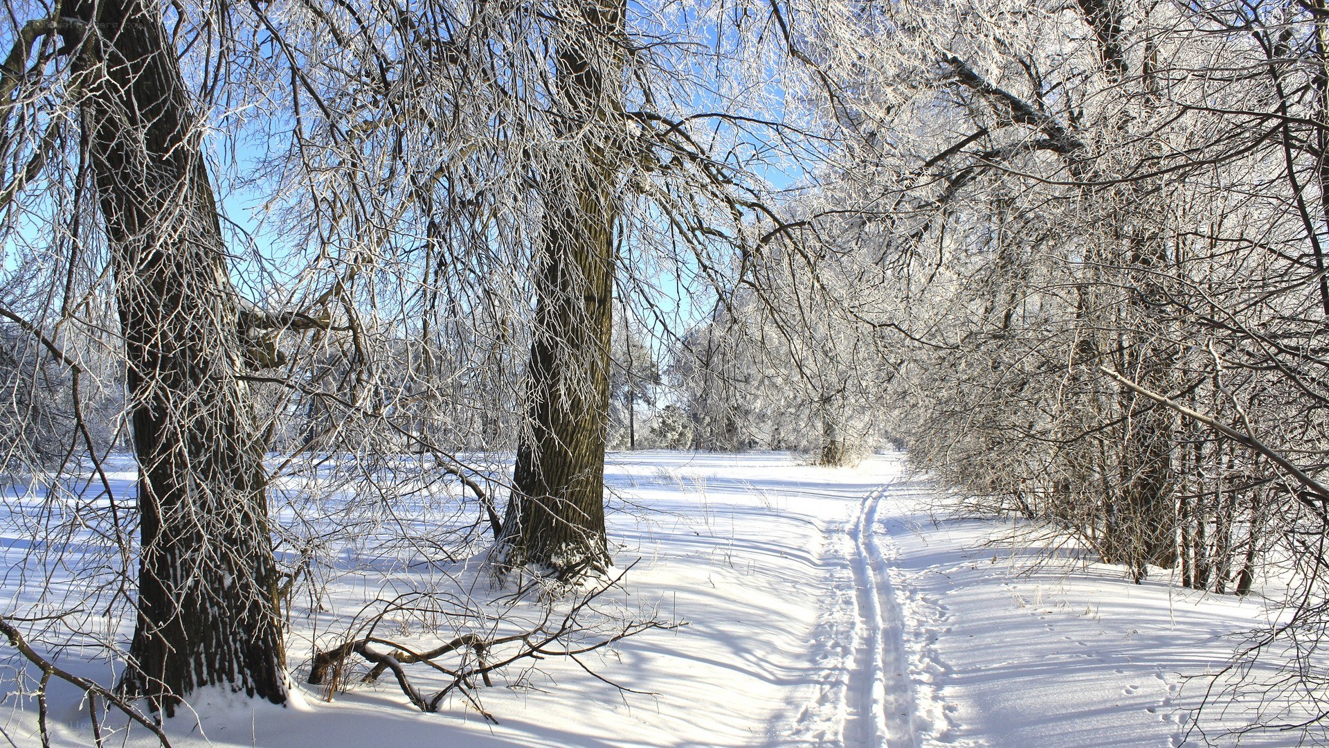 frozen forest path