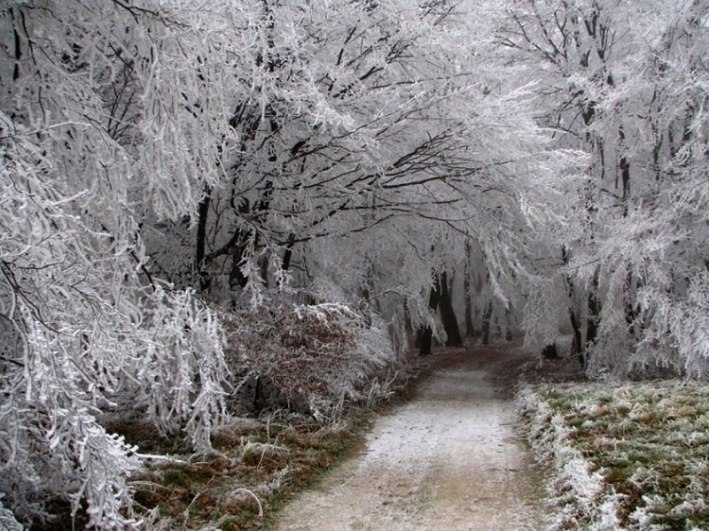Frozen Forest Path — White, Cold