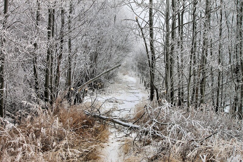 Frozen Forest Path — White, Cold, Winter