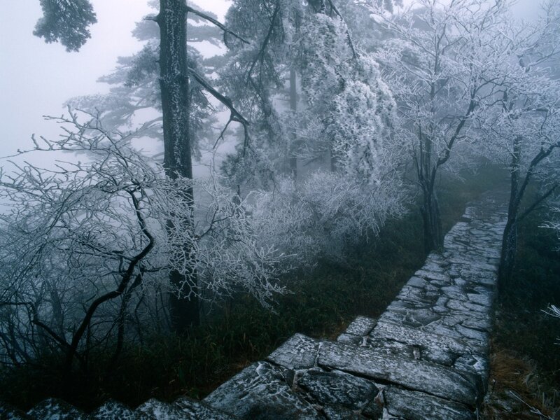 Frozen Forest Path — White, Misty