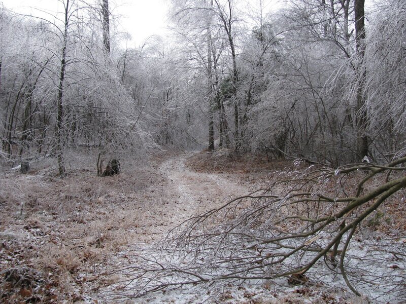 Frozen Forest Path — White
