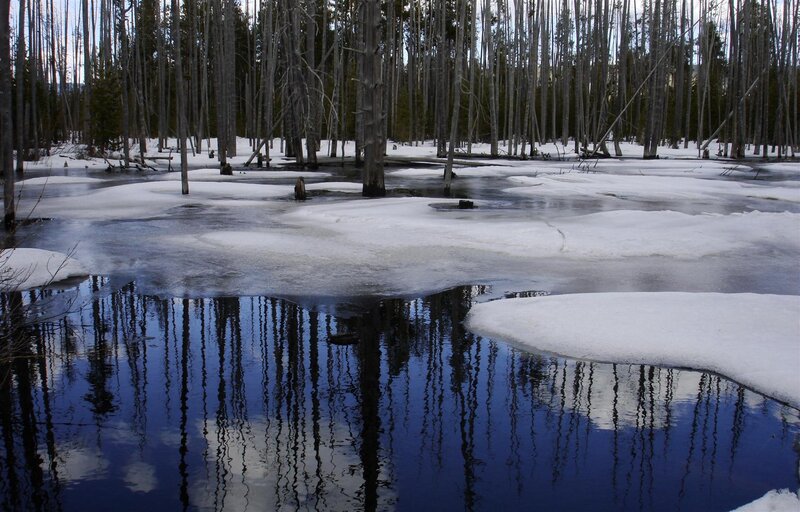frozen forest pond