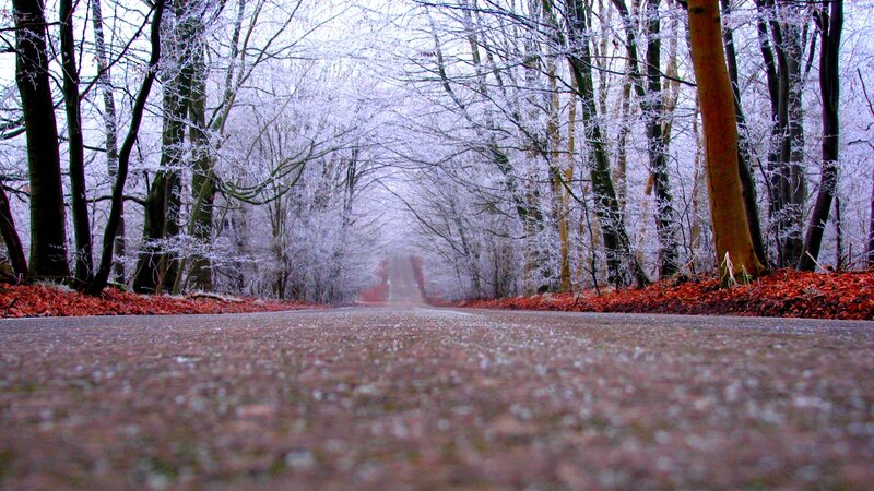 Frozen Forest Road — White