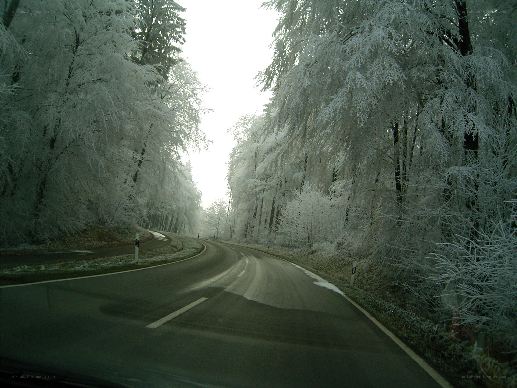 frozen forest road