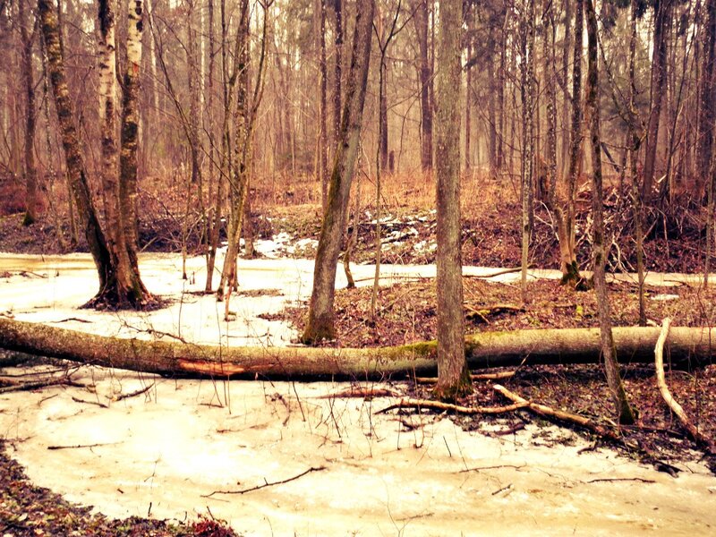 Frozen Forest Stream