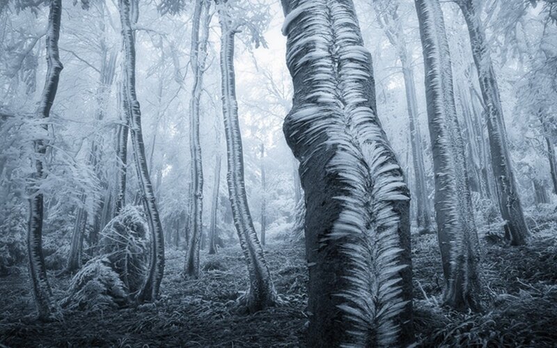 Frozen Forest Trees — White