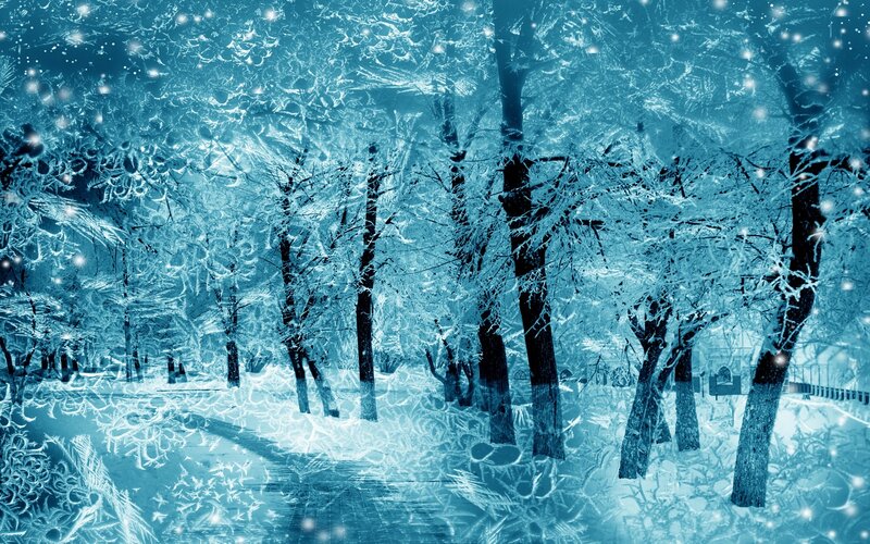 Frozen Forest with Snow