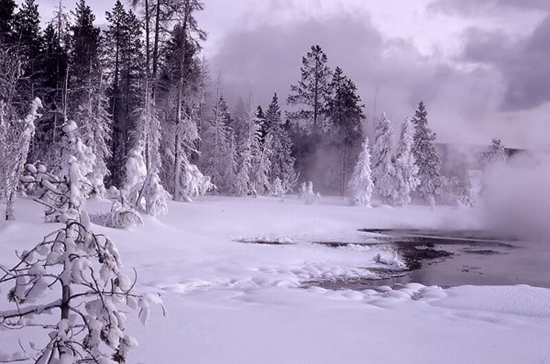 Frozen Forest with Steam
