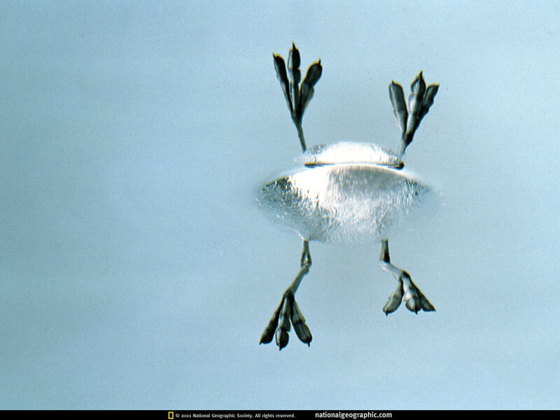 Frozen Frog in Ice
