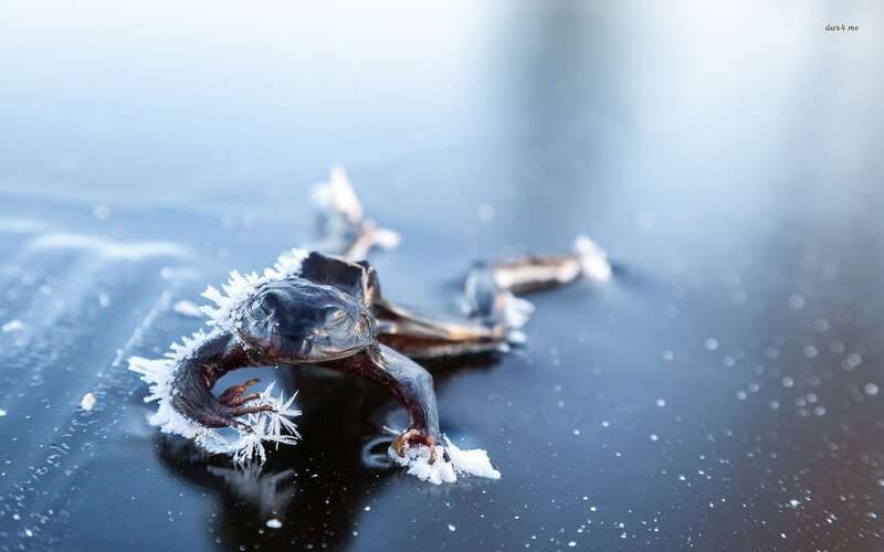 Frozen Frog on Ice — Black