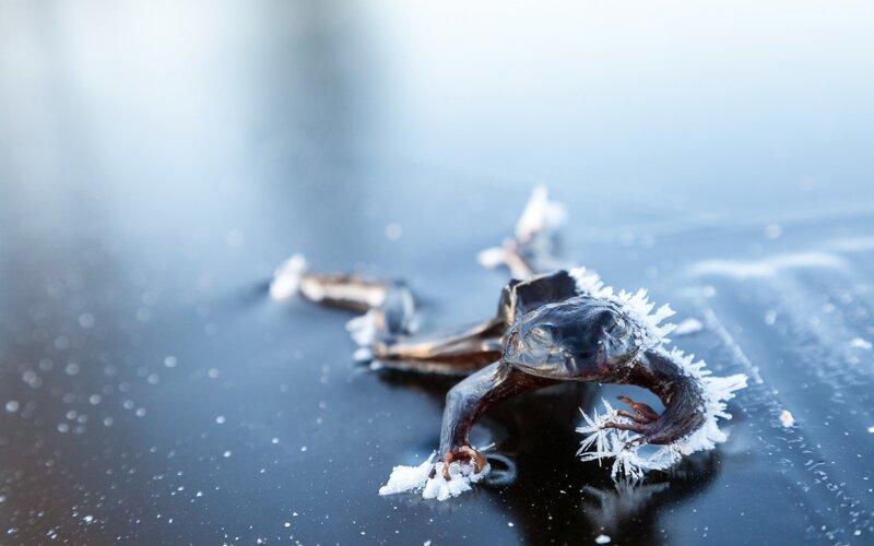Frozen Frog on Ice