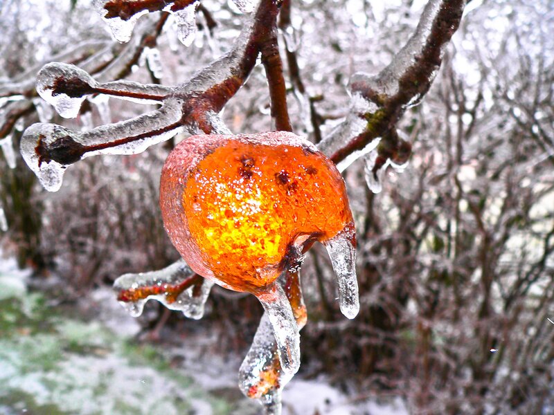 frozen fruit on a branch