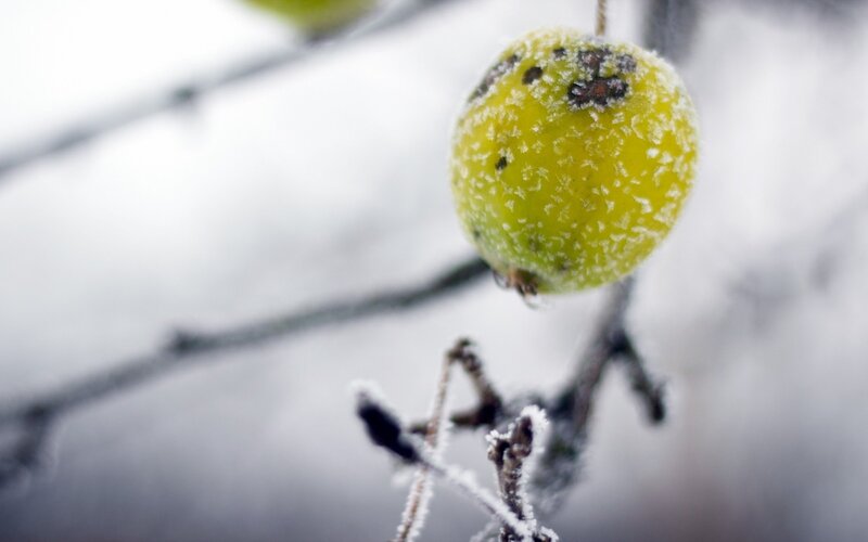 frozen fruit on a branch