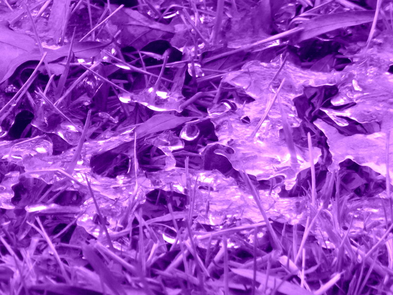 Frozen Grass and Leaves