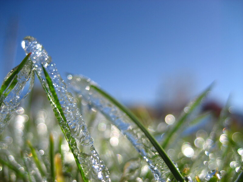 Frozen Grass Blades — Green
