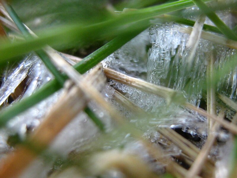 frozen grass blades
