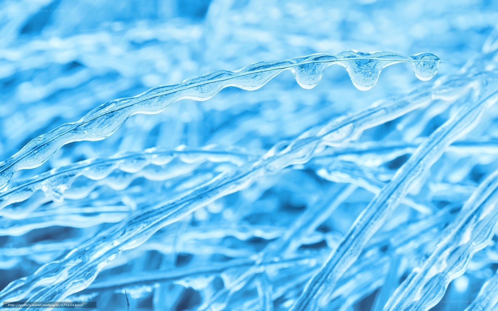 Frozen grass blades with ice