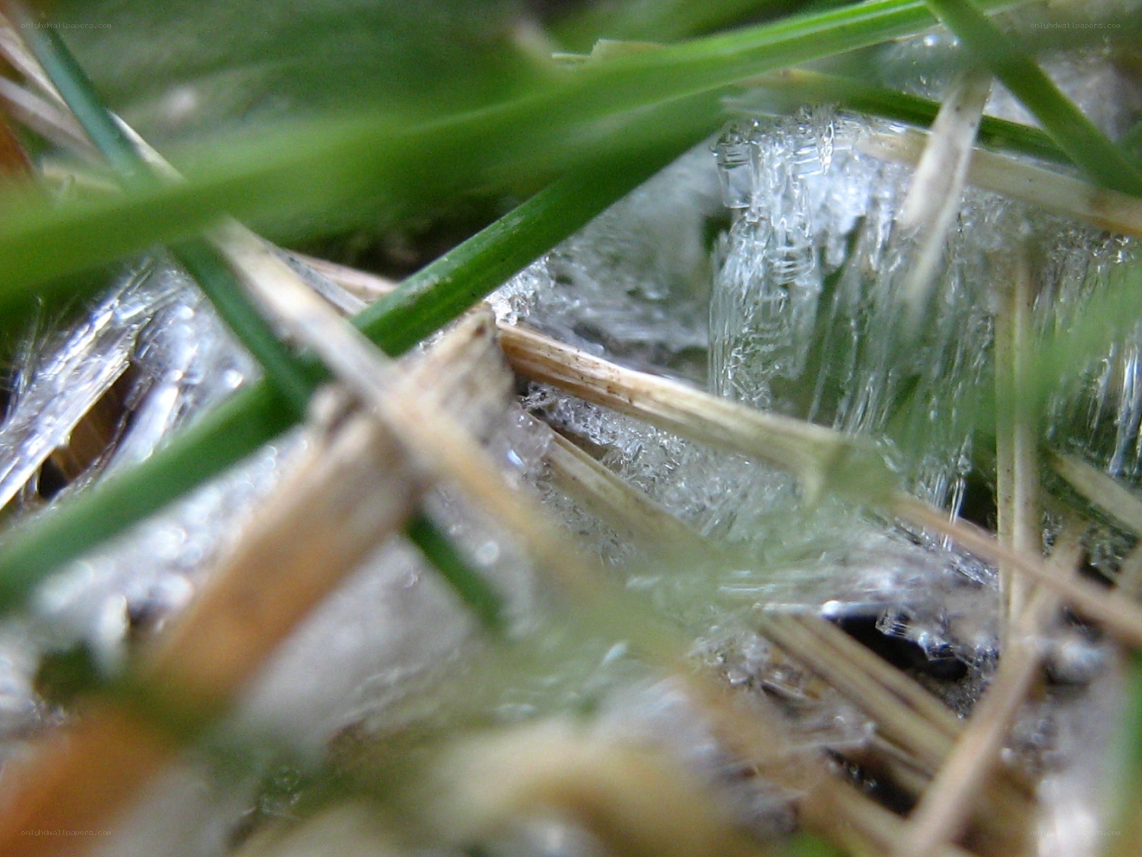 frozen grass blades