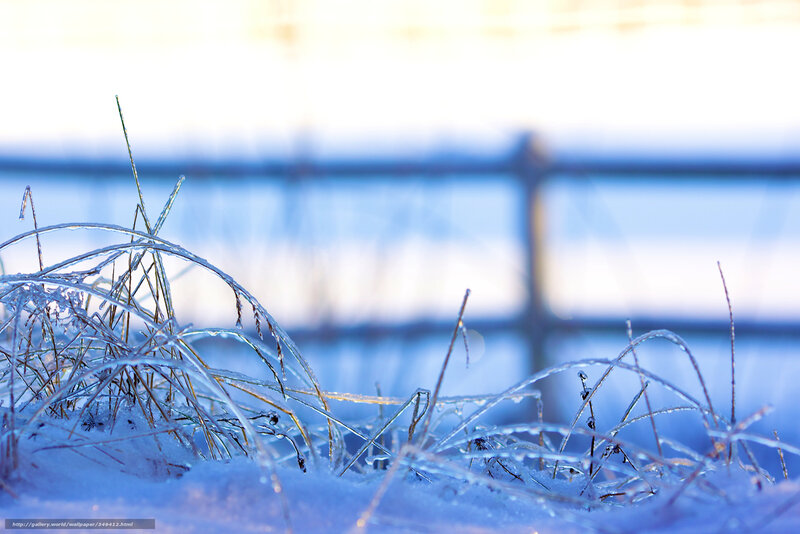 Frozen Grass in Snow — Blue, Cold