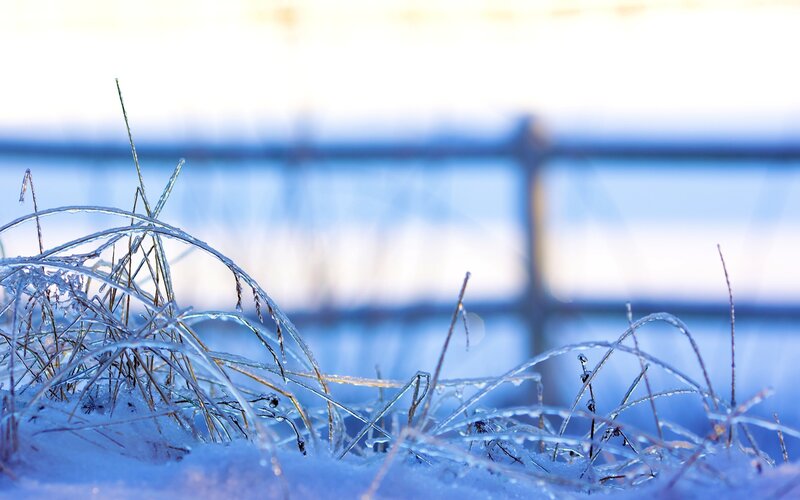 Frozen Grass in Snow — Blue, Cold, Winter