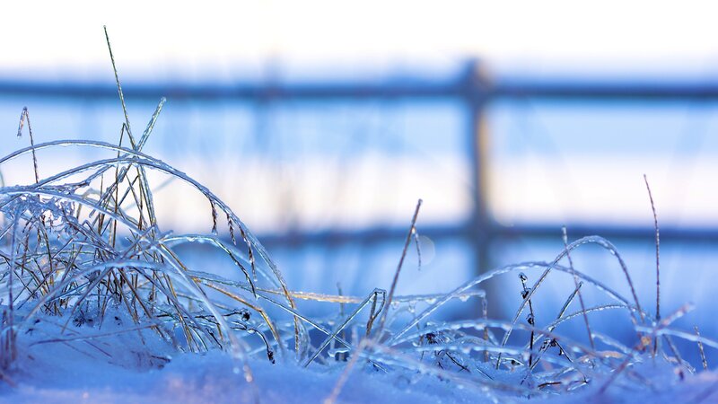 Frozen Grass in Snow — Blue
