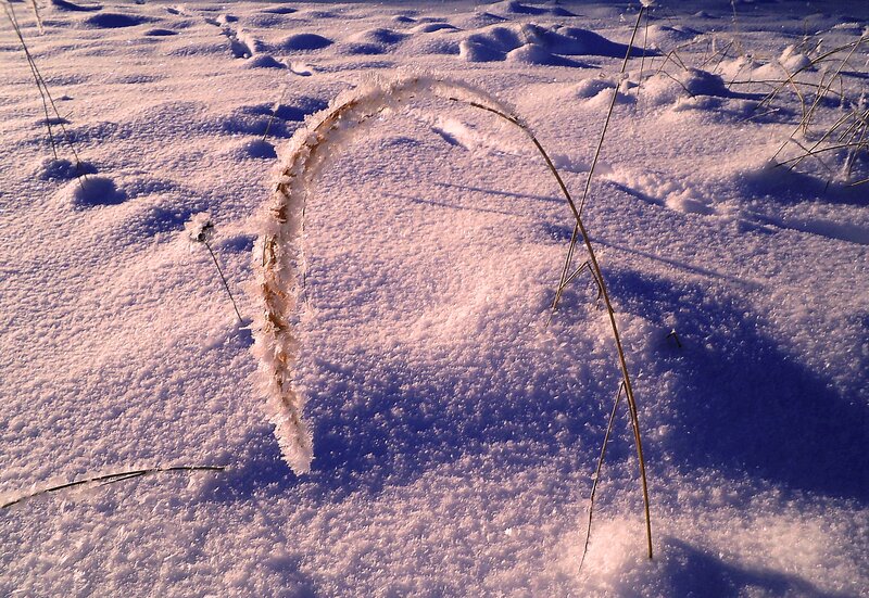 Frozen Grass in Snow