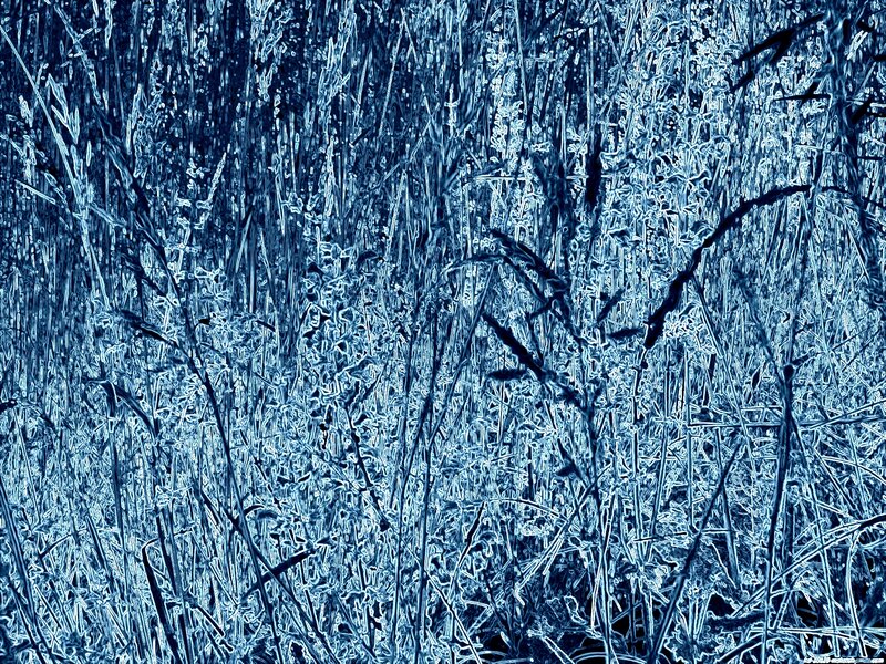 Frozen Grass in Winter — Blue