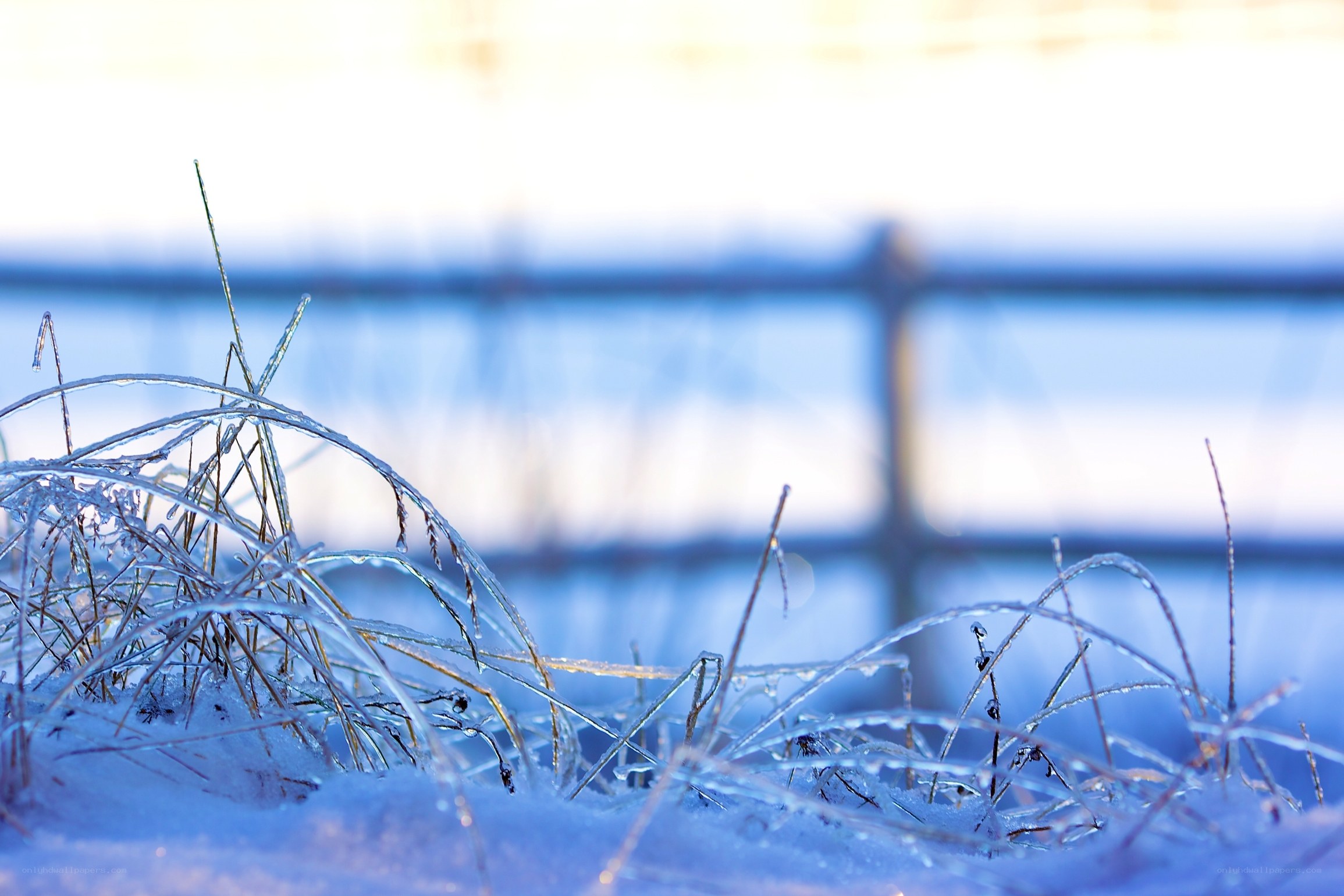 frozen grass in winter