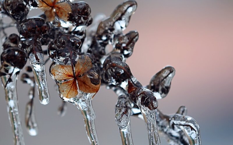Frozen Hydrangea Flower — Brown