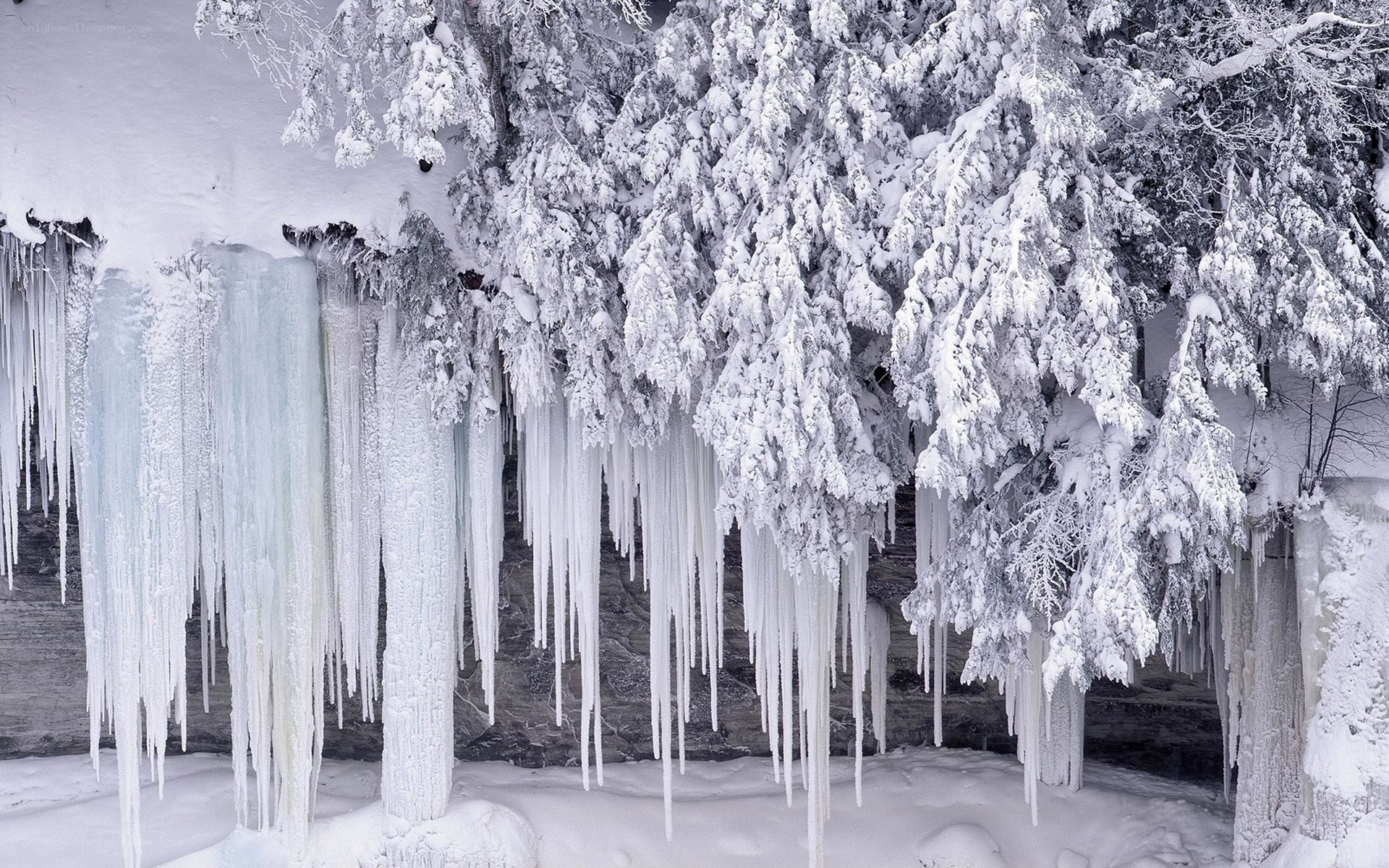 Frozen icicles in winter forest
