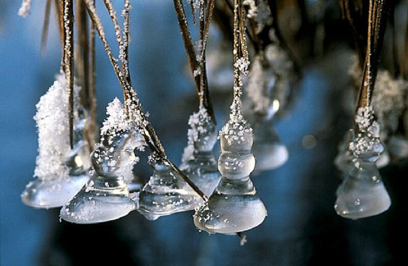 Frozen Icicles on Branches