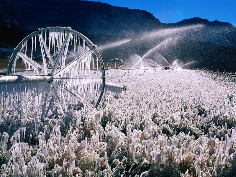 Frozen Irrigation Sprinklers — White, Cold