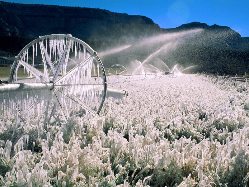 Frozen Irrigation Sprinklers — White