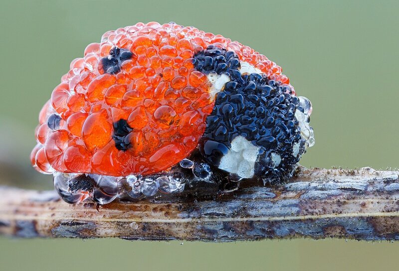 Frozen Ladybug on Branch