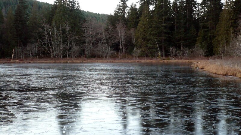 frozen lake in forest