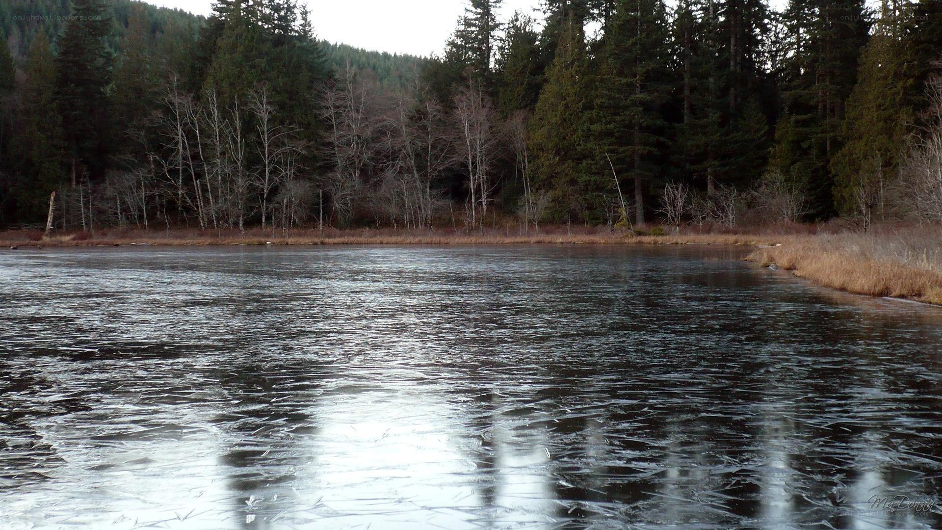 frozen lake in forest