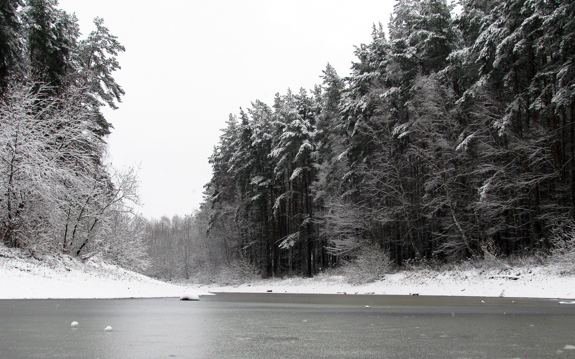 frozen lake in snowy forest