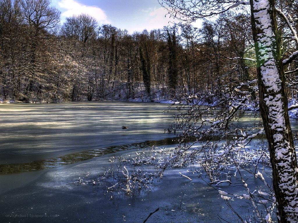Frozen lake in snowy forest