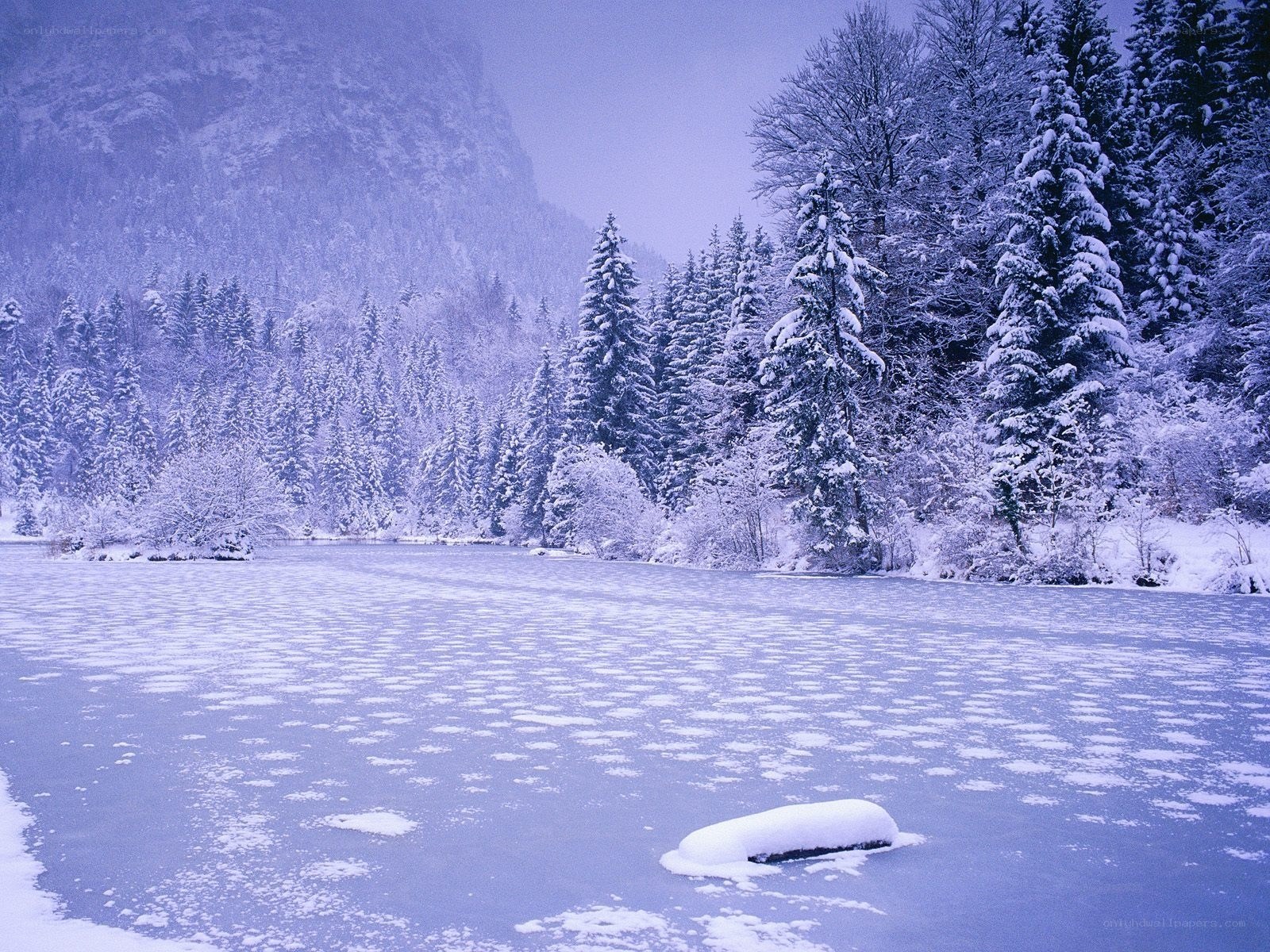 frozen lake in snowy forest