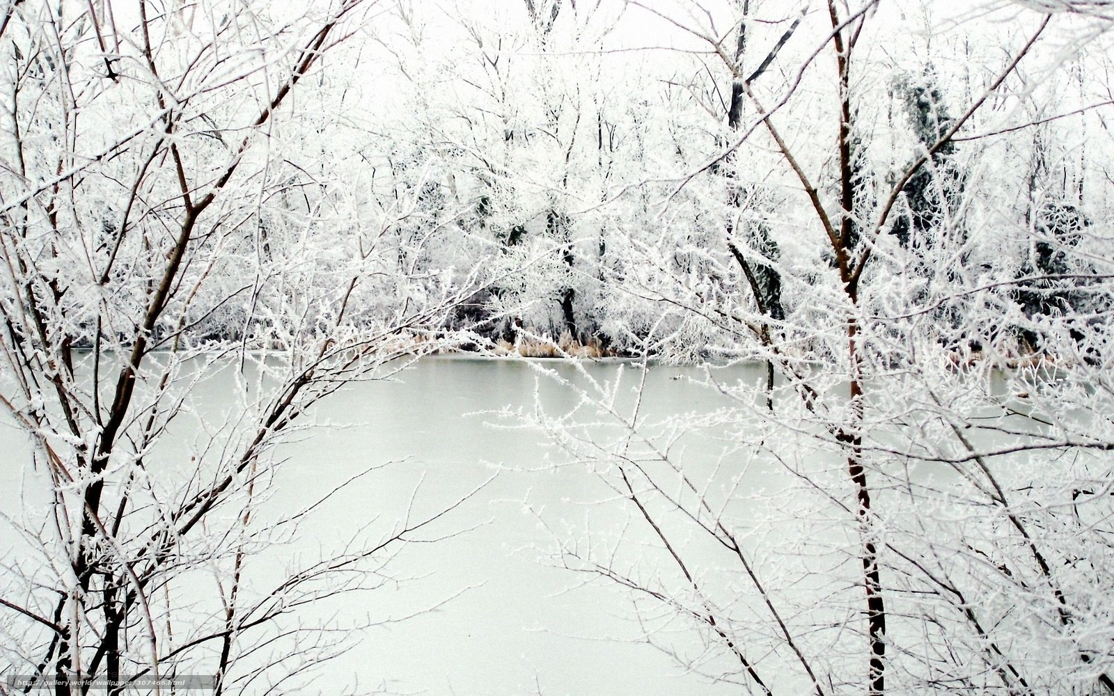 frozen lake in winter