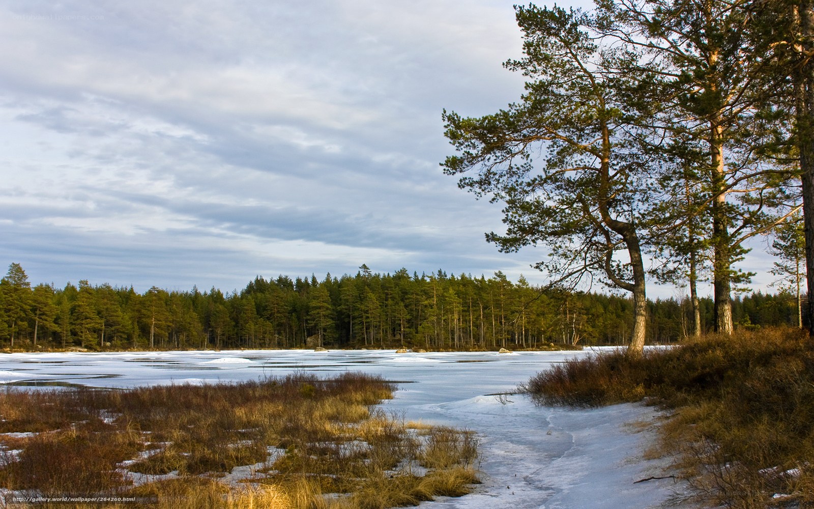 Frozen lake in winter forest