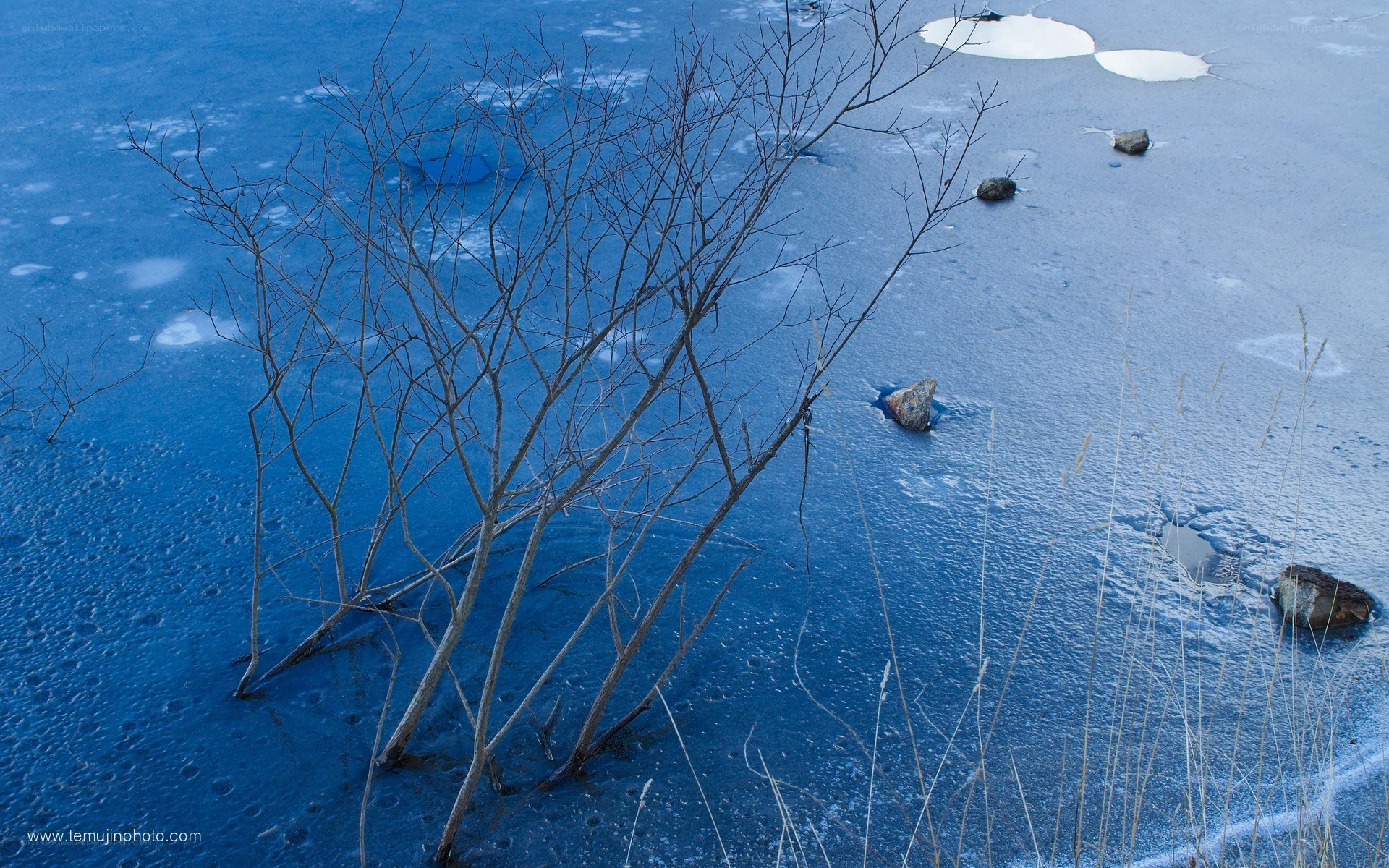 Frozen lake with bare branches