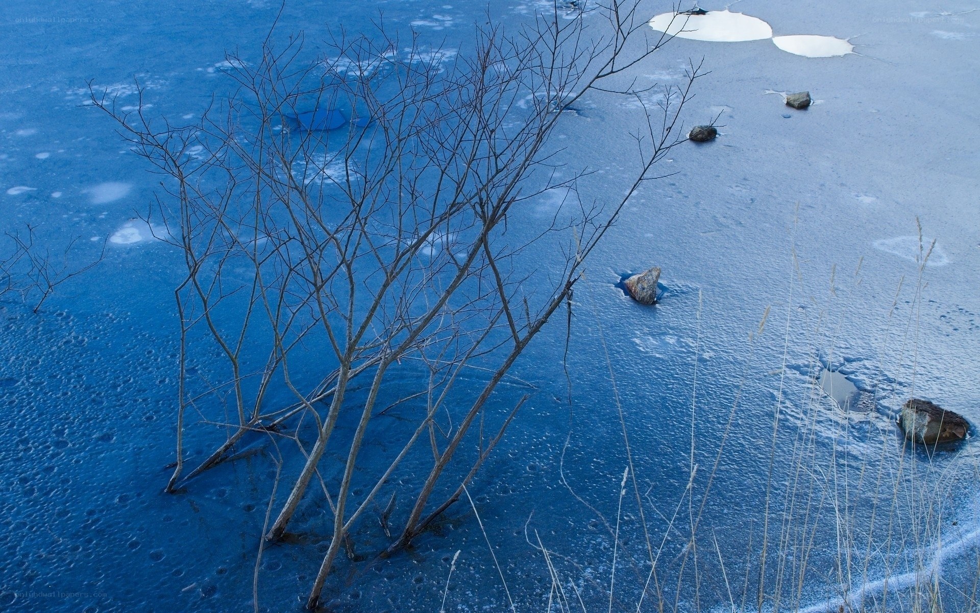 Frozen lake with bare branches