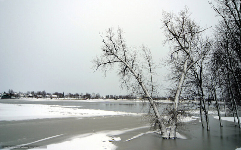 Frozen lake with bare trees