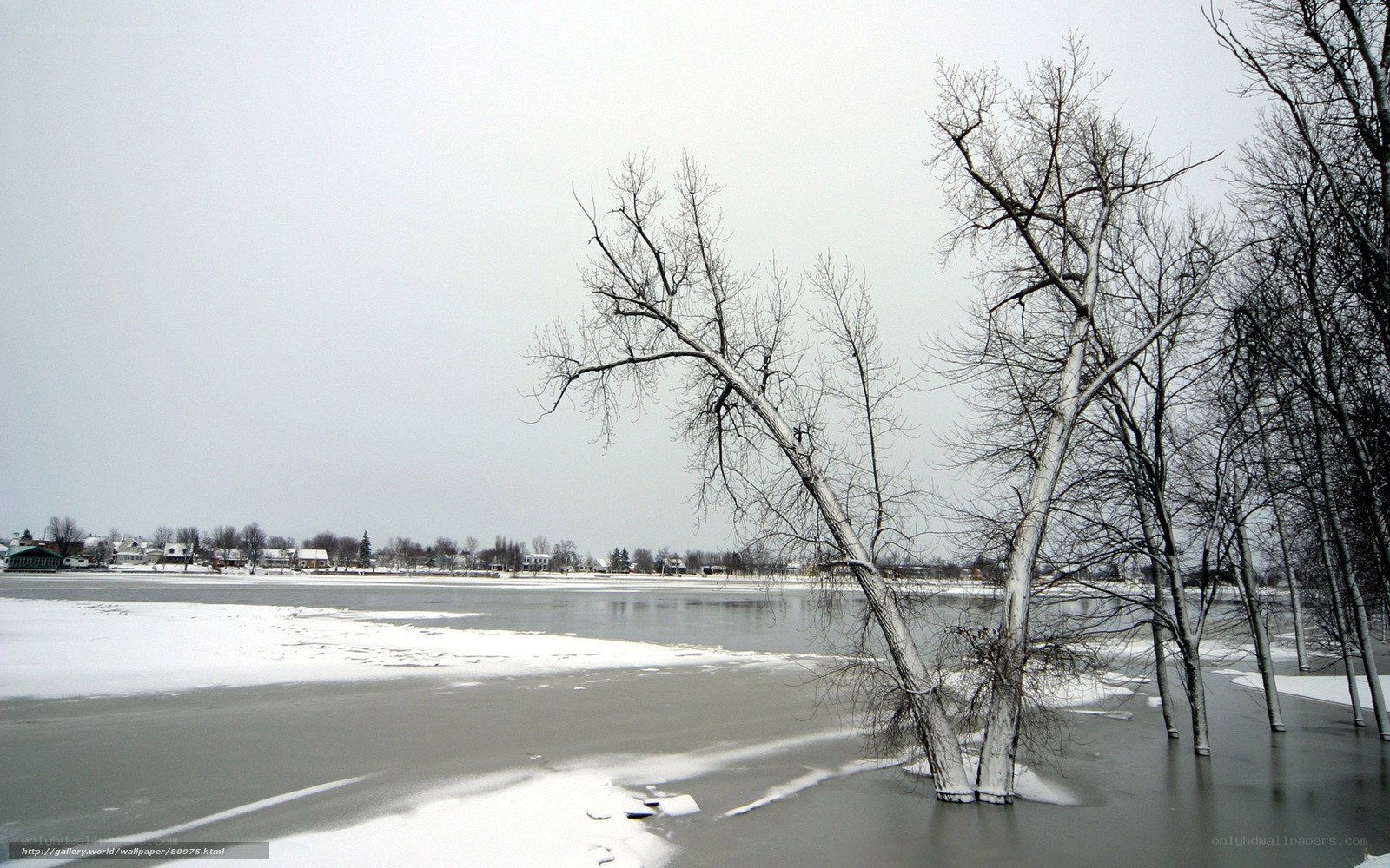 Frozen lake with bare trees